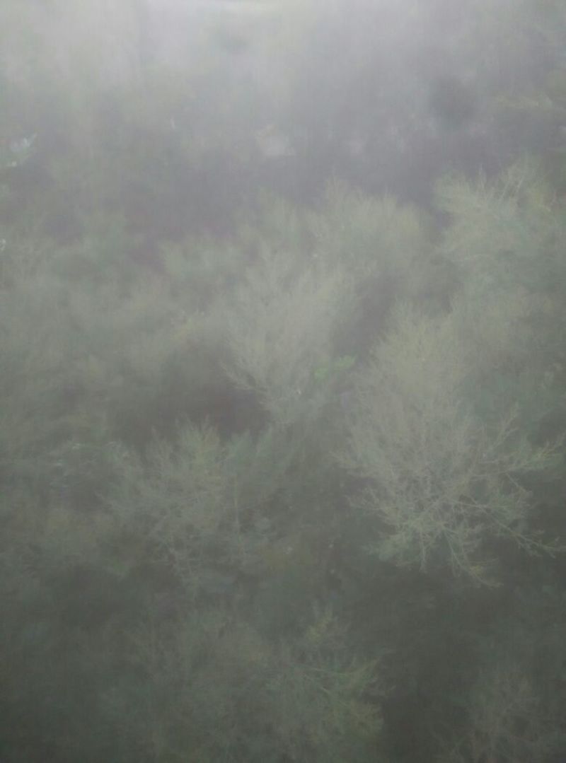 槐米花蕾统