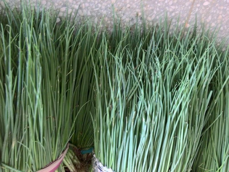 香葱小葱20——40cm