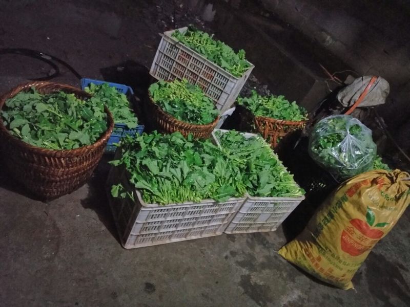 油菜苔10~15厘米