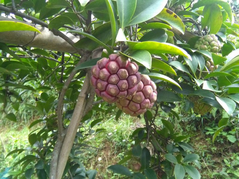 布福娜