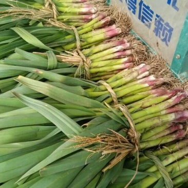 红根蒜苗50~60cm，精品水洗，按老板要求现场加工质