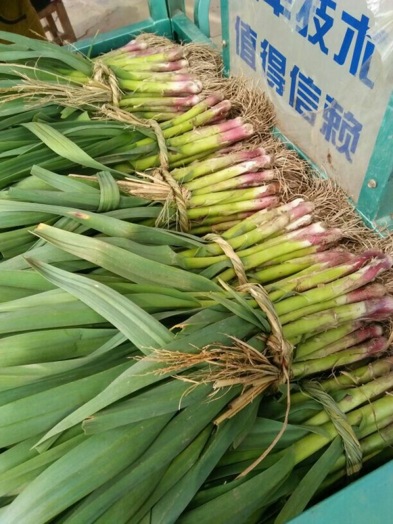 红根蒜苗50~60cm，精品水洗，按老板要求现场加工质