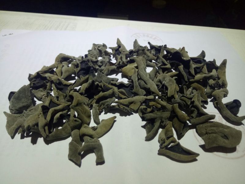 黑山秋耳一级
