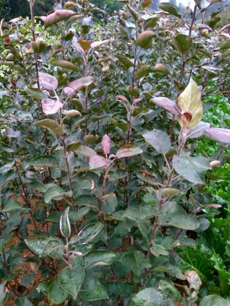 红色之爱苹果苗红肉苹果苗新品种苹果苗育苗基地嫁接苹果苗