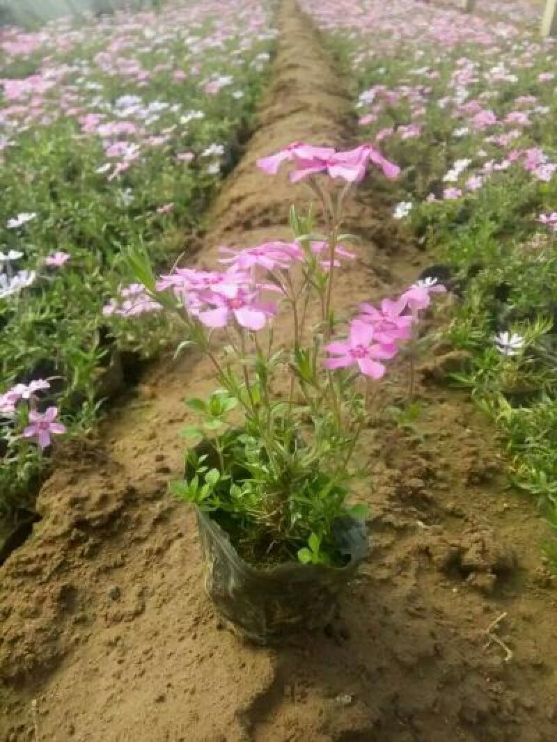 鼠尾草种苗宿根鼠尾草草花鼠尾草鼠尾草供应鼠尾草基