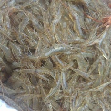 河虾冰鲜虾26~30只/kg