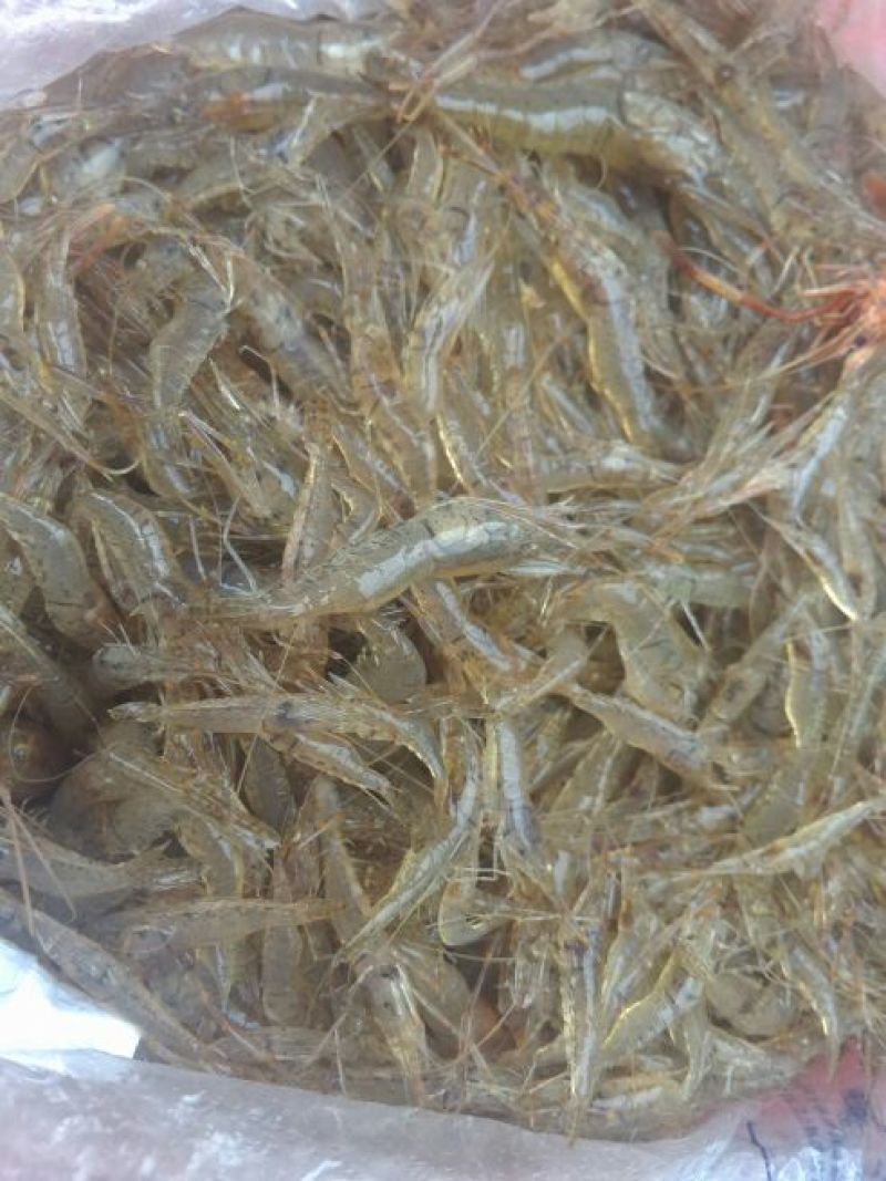 河虾冰鲜虾26~30只/kg