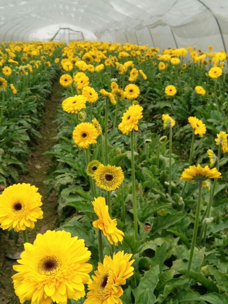非洲菊鲜切花18枝一扎浙江海宁基地发货