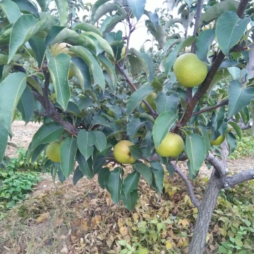 苹果梨500~550g纸箱