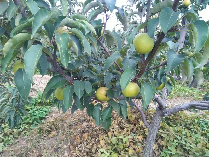 苹果梨500~550g纸箱