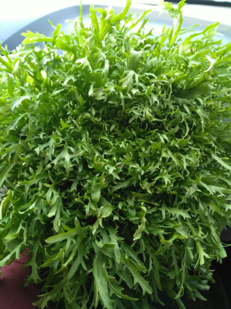 苦菊12~15cm，黄心菊花苦菊