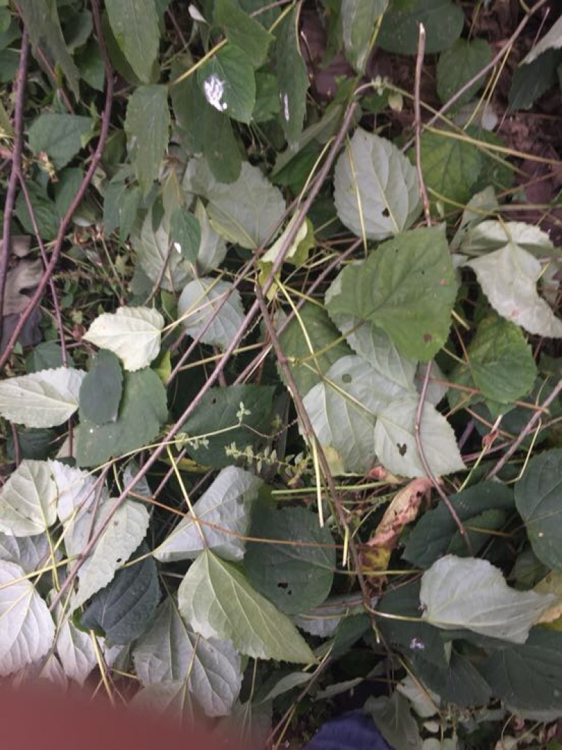 臭牡丹四川德阳种植多年生臭牡丹