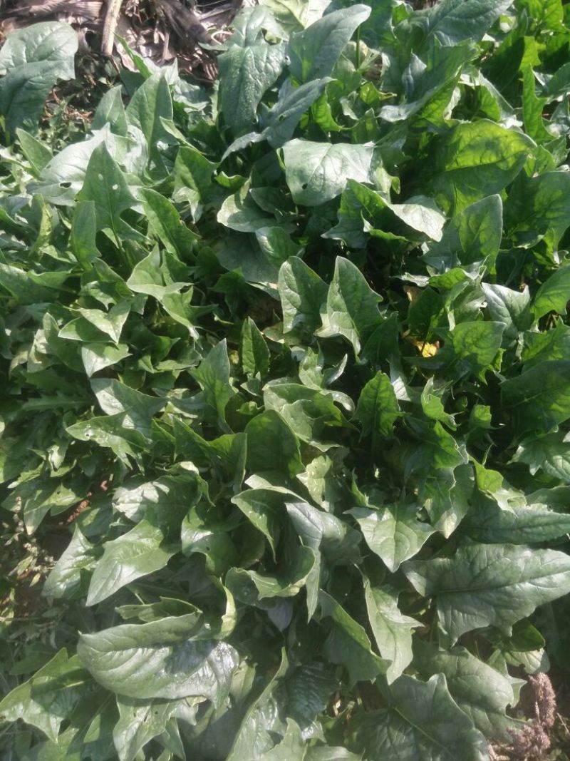 高杆菠菜15~20厘米