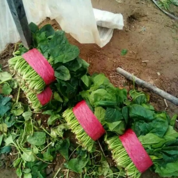 越冬菠菜