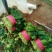 越冬菠菜