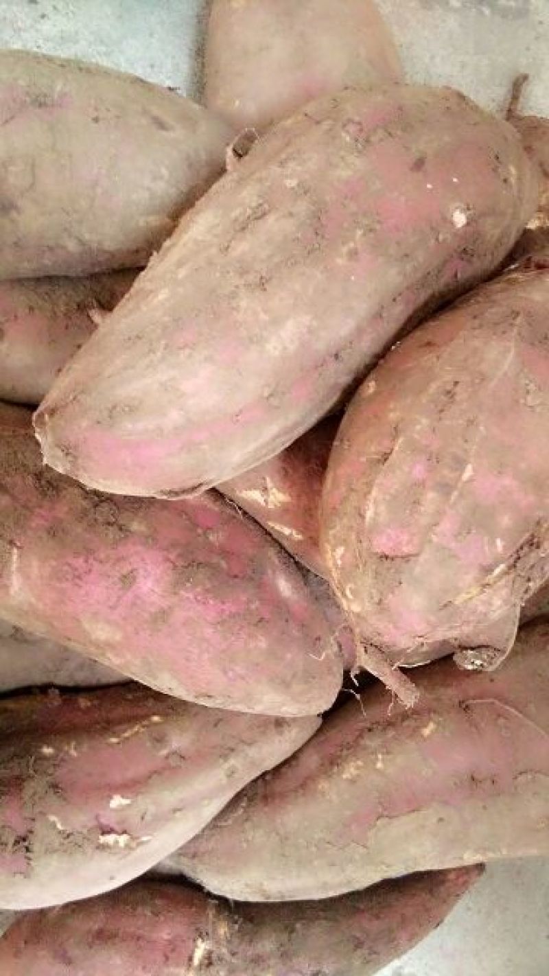 红薯粉面颗粒