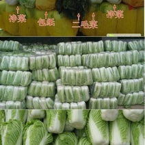 北京新三号白菜4~6斤净菜/货源充足/量大价优/欢迎联系