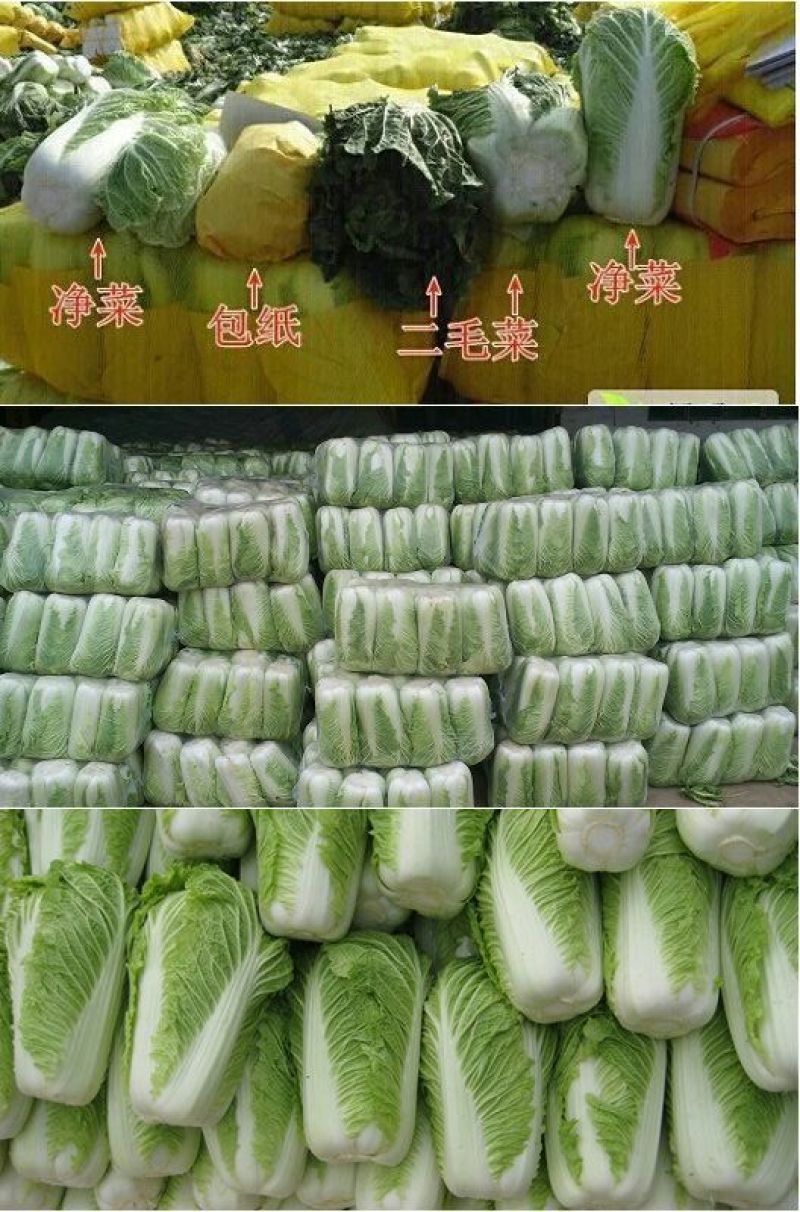 北京新三号白菜4~6斤净菜/货源充足/量大价优/欢迎联系