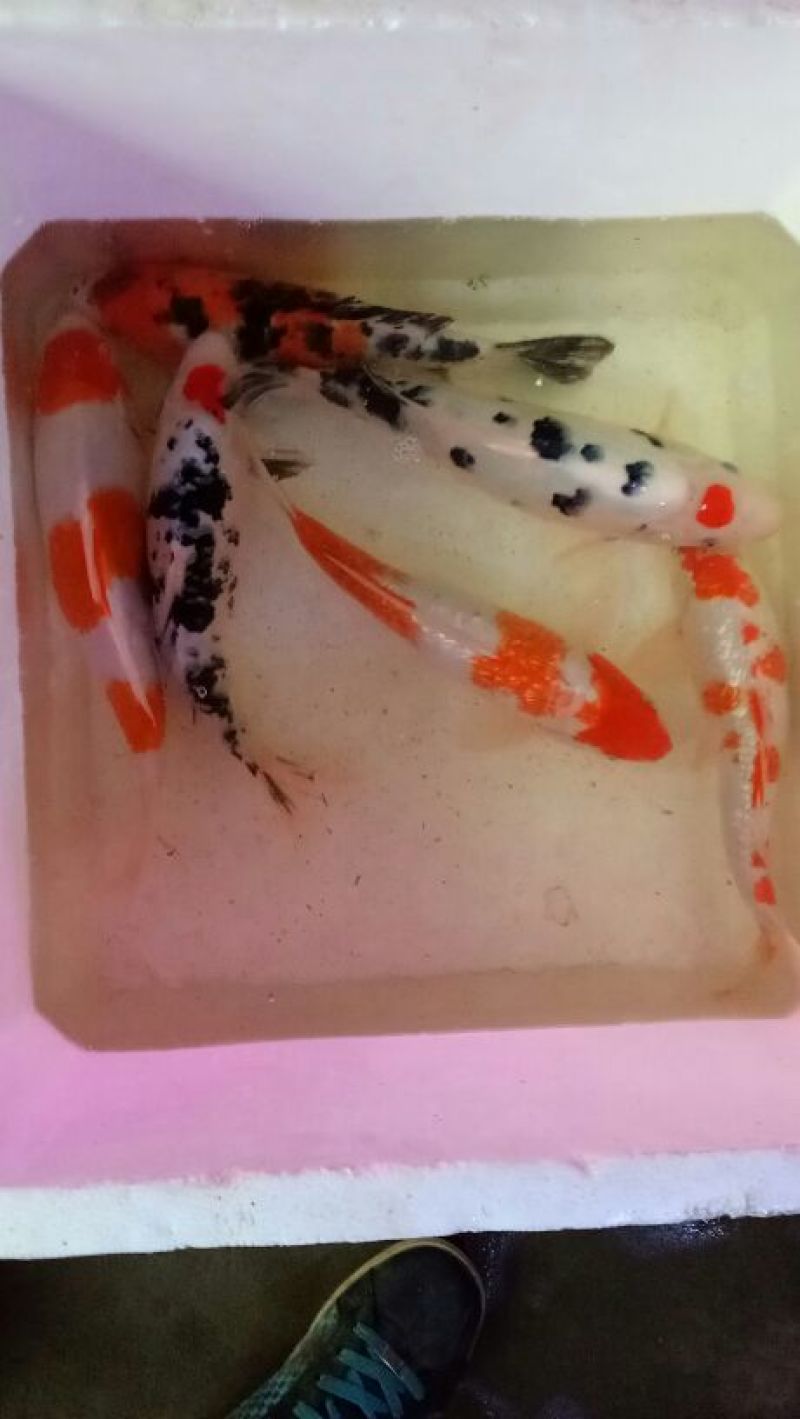 锦鲤饲料1~2公斤