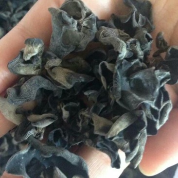 黑木耳一级