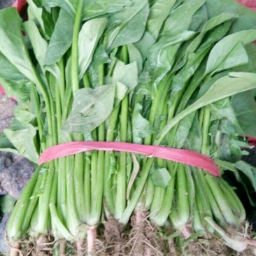 大叶菠菜20~25厘米