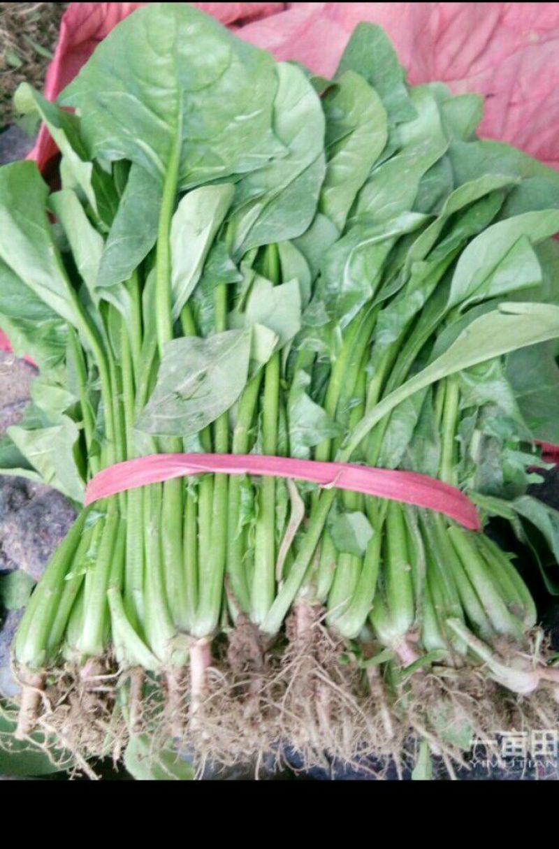 大叶菠菜20~25厘米