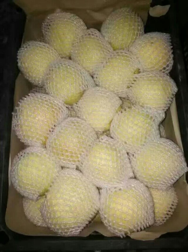 砀山梨250~300g纸袋