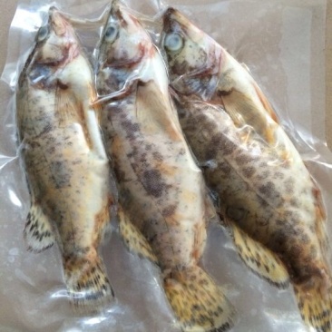 班桂鱼食用冰鲜鱼20~30cm