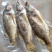 班桂鱼食用冰鲜鱼20~30cm