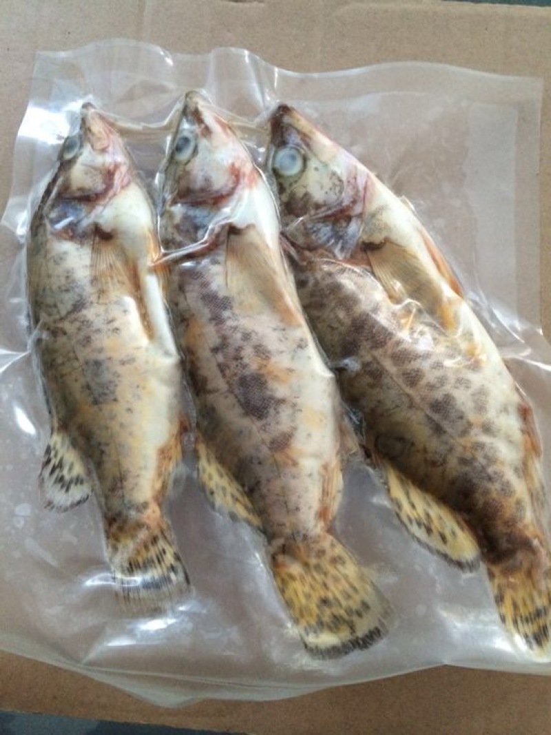 班桂鱼食用冰鲜鱼20~30cm