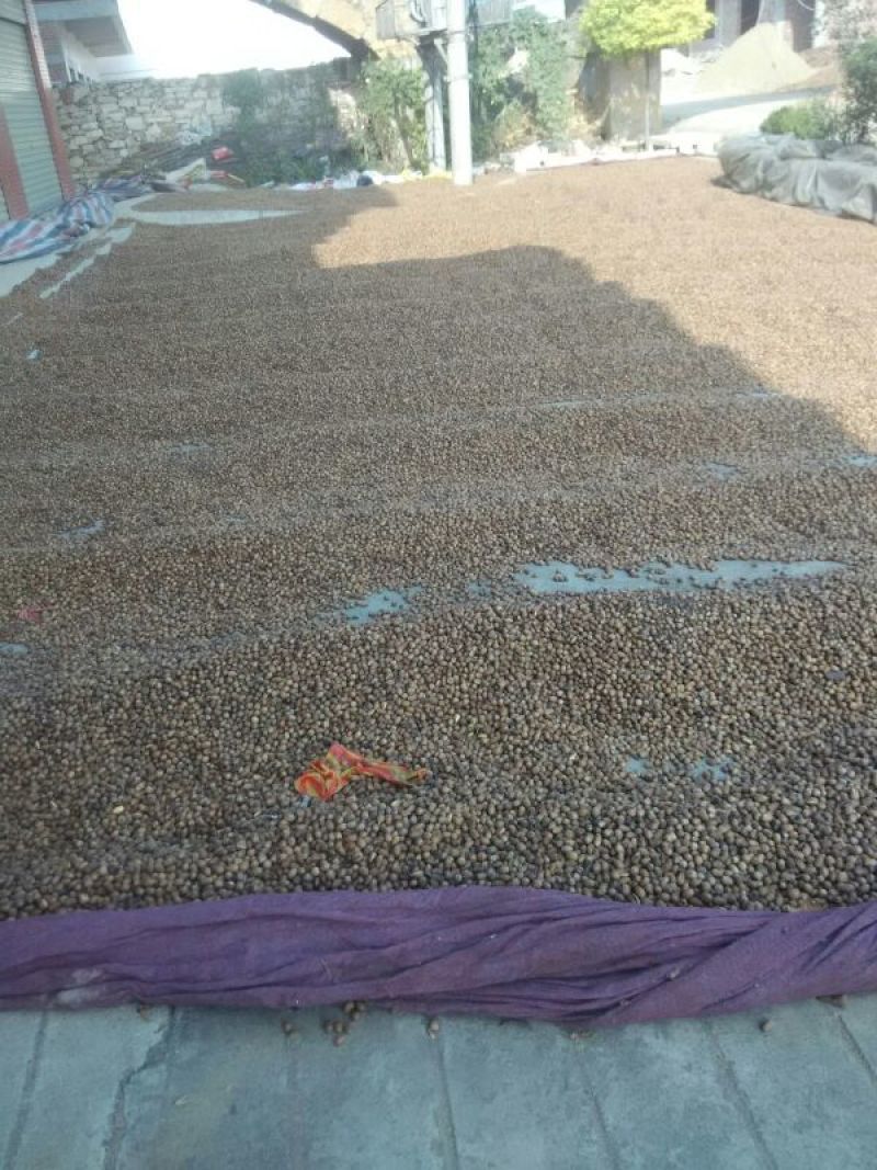 河南橡实大小均匀自然风干产地直发品质保证量大优惠