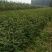 花椒苗种植基地大量出售花椒苗大红袍狮子头