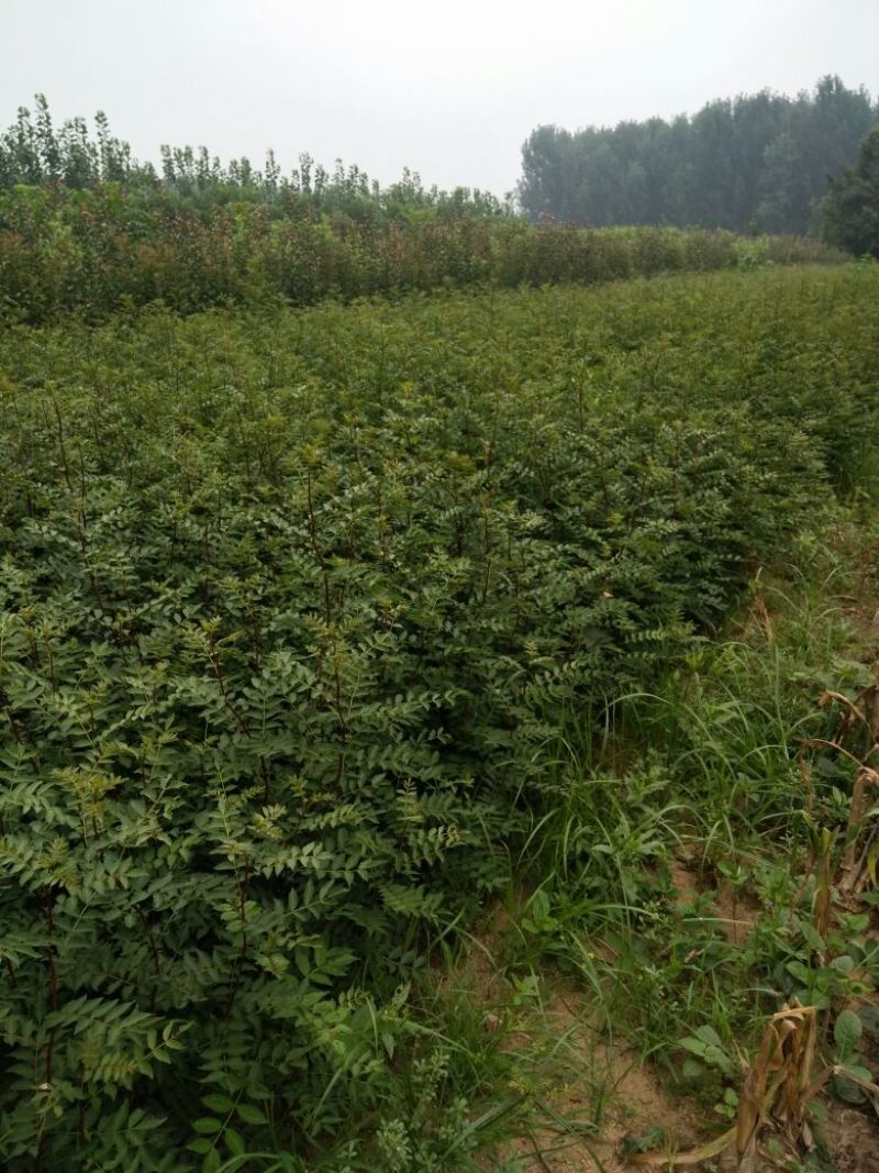 花椒苗种植基地大量出售花椒苗大红袍狮子头