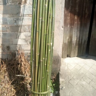苦竹19~20m
