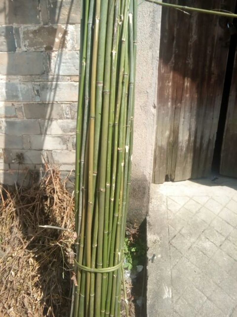 苦竹19~20m