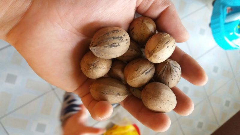 薄皮核桃30mm以上去皮
