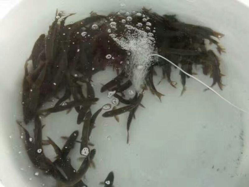 雅鱼食用7两