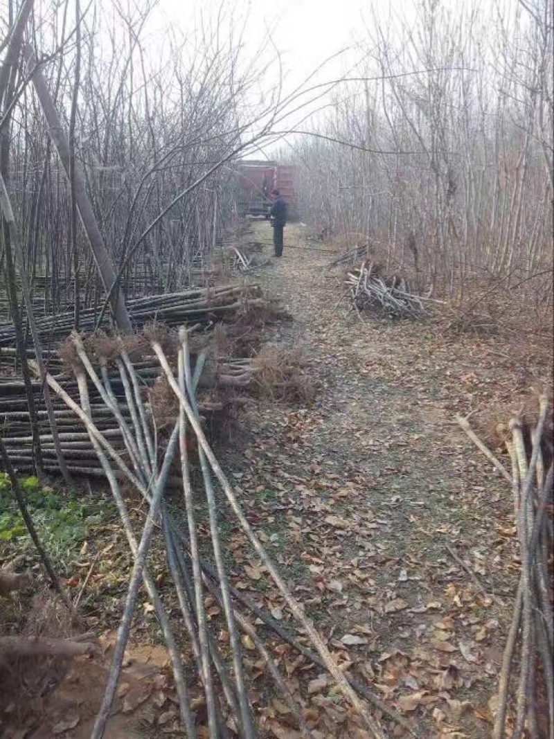 国槐