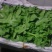 蔬菜基地常年种植专业精品，质量严格