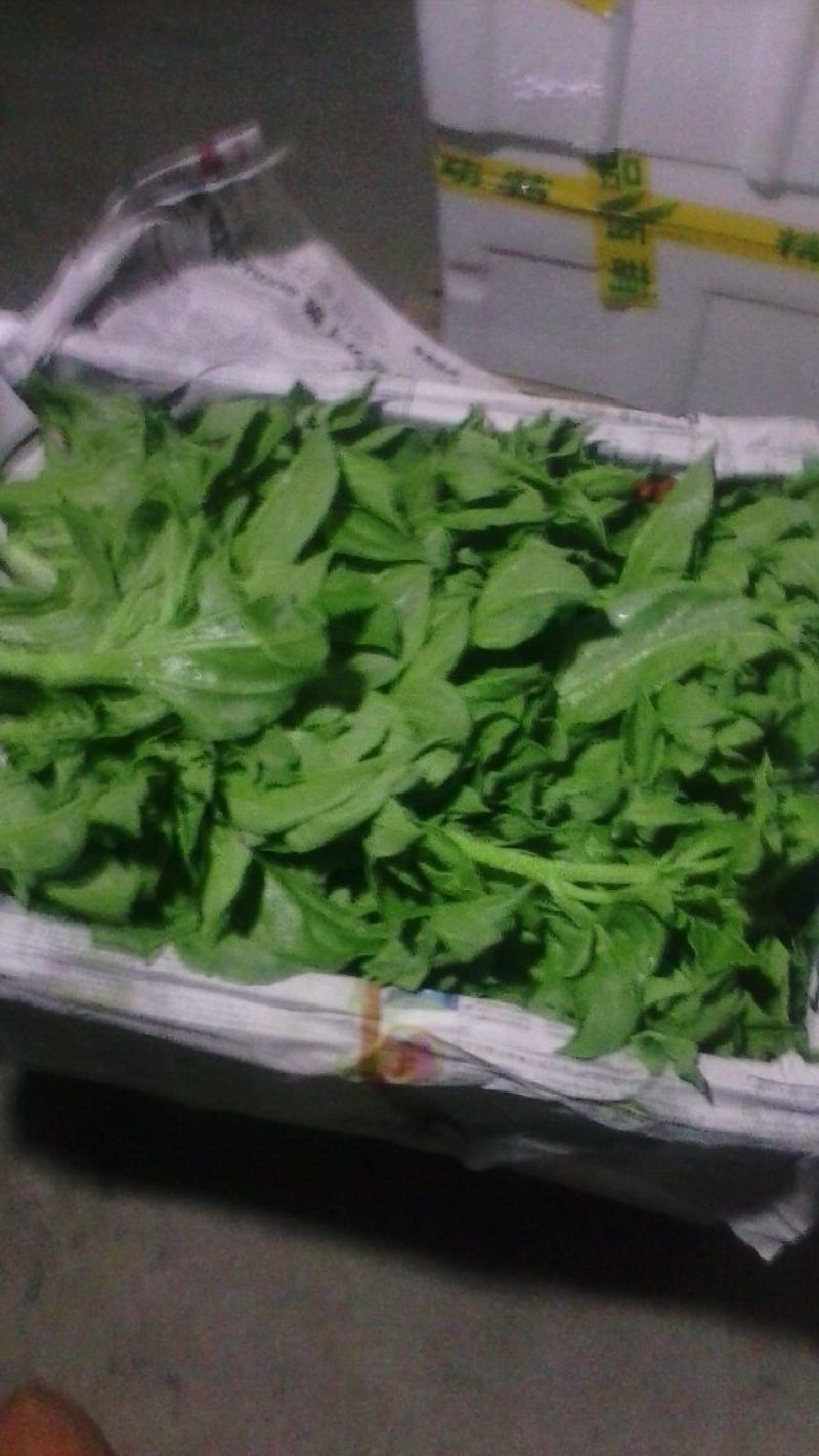 蔬菜基地常年种植专业精品，质量严格