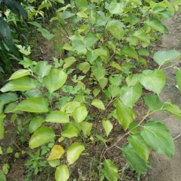 长果桑苗大桑40~60cm高