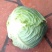 大包菜（铁头包菜）