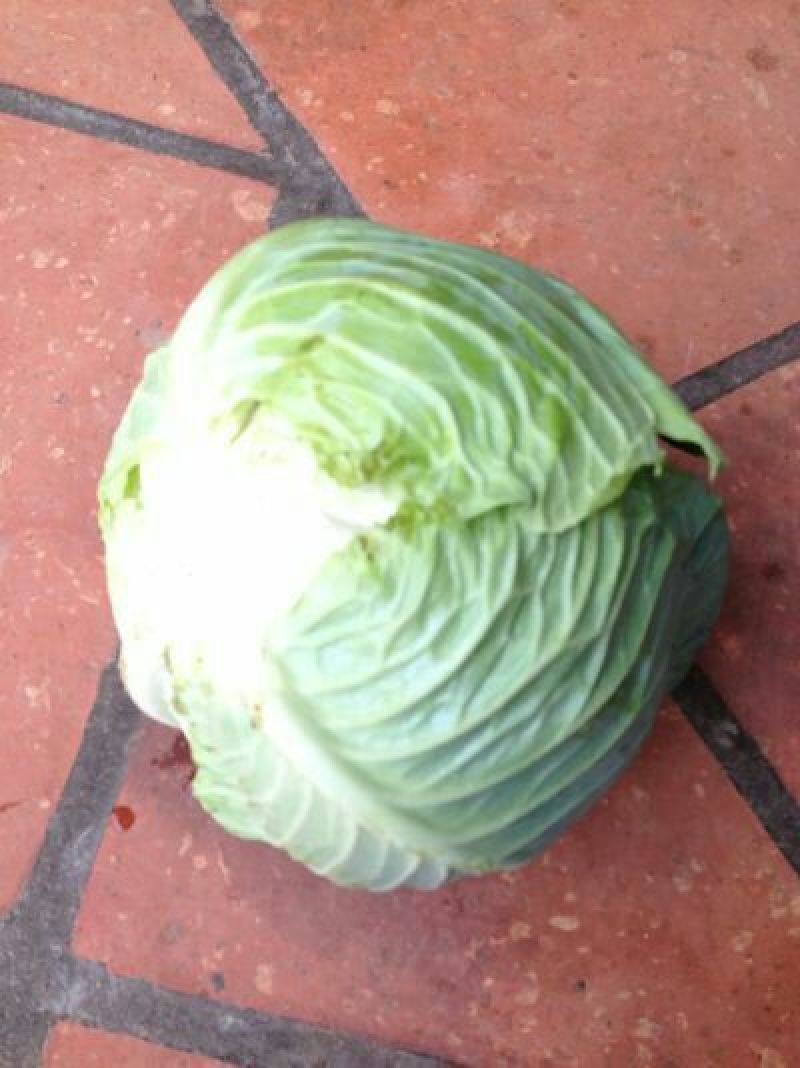 大包菜（铁头包菜）