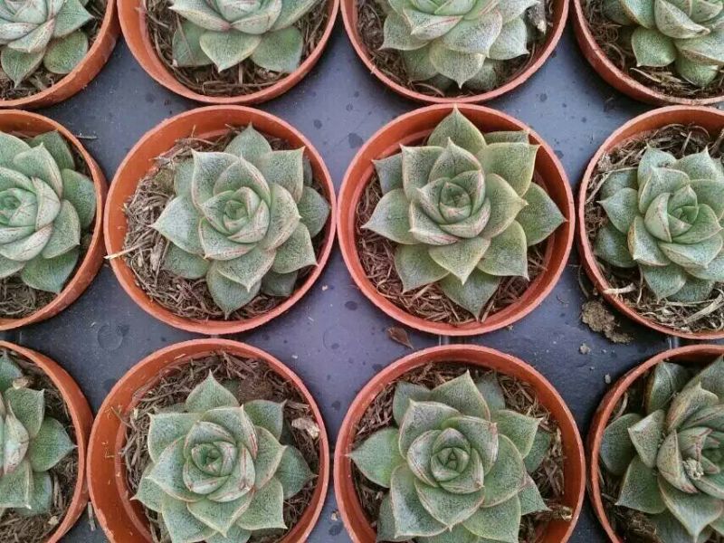 多肉植物含盆