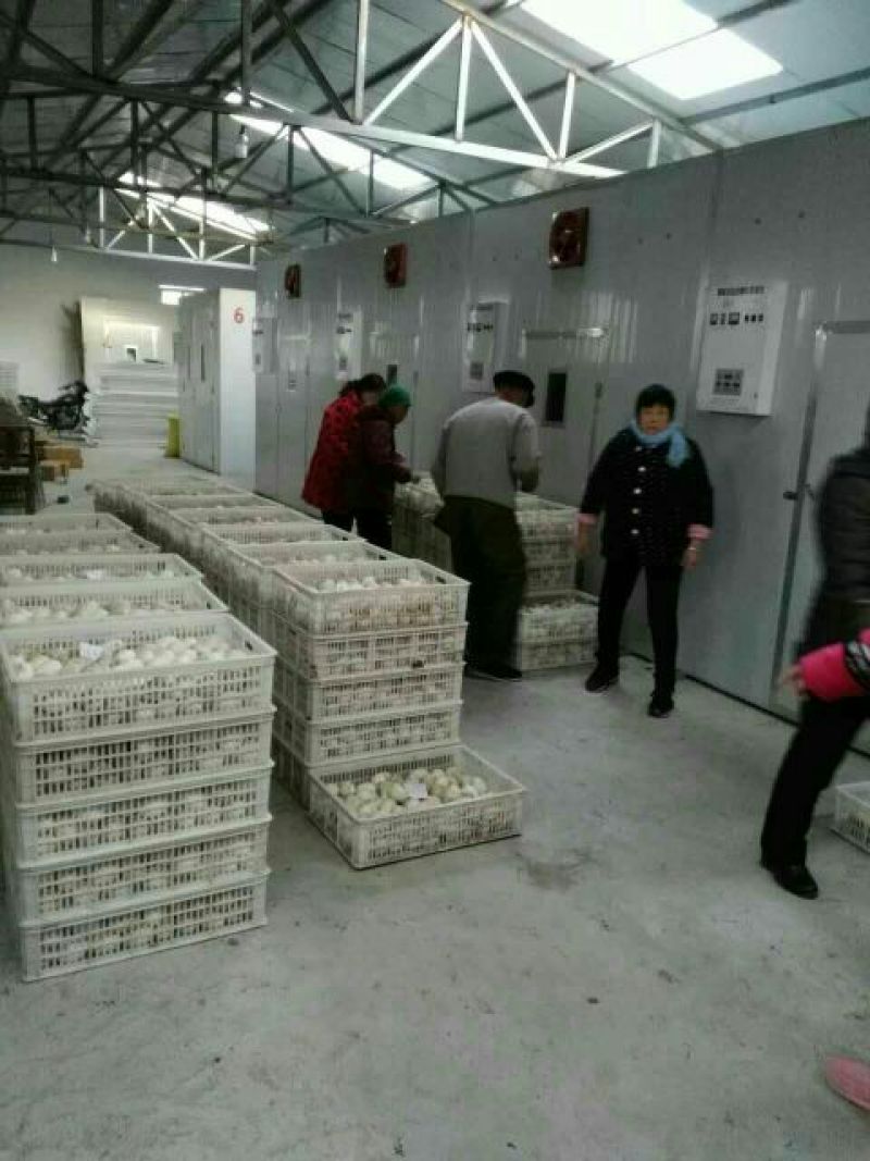 皖西白鹅苗250g以下