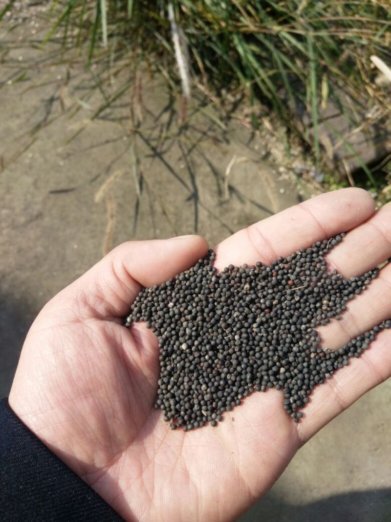 黄油菜菜籽三
