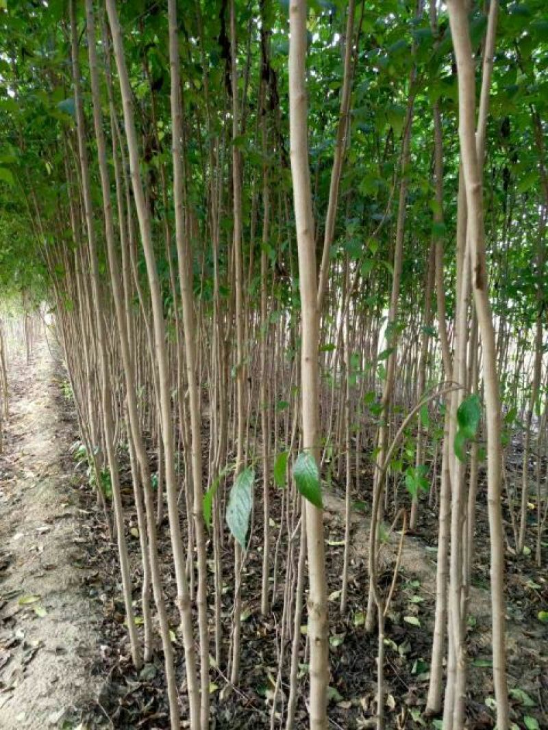 杜仲树八年生籽播，米径3-8公分，树高3.5米左右