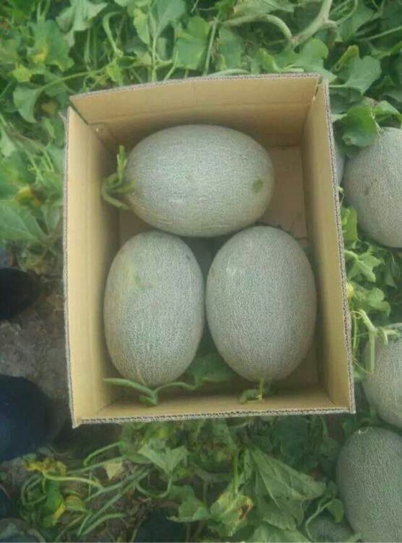 哈密瓜7斤以上椭圆形