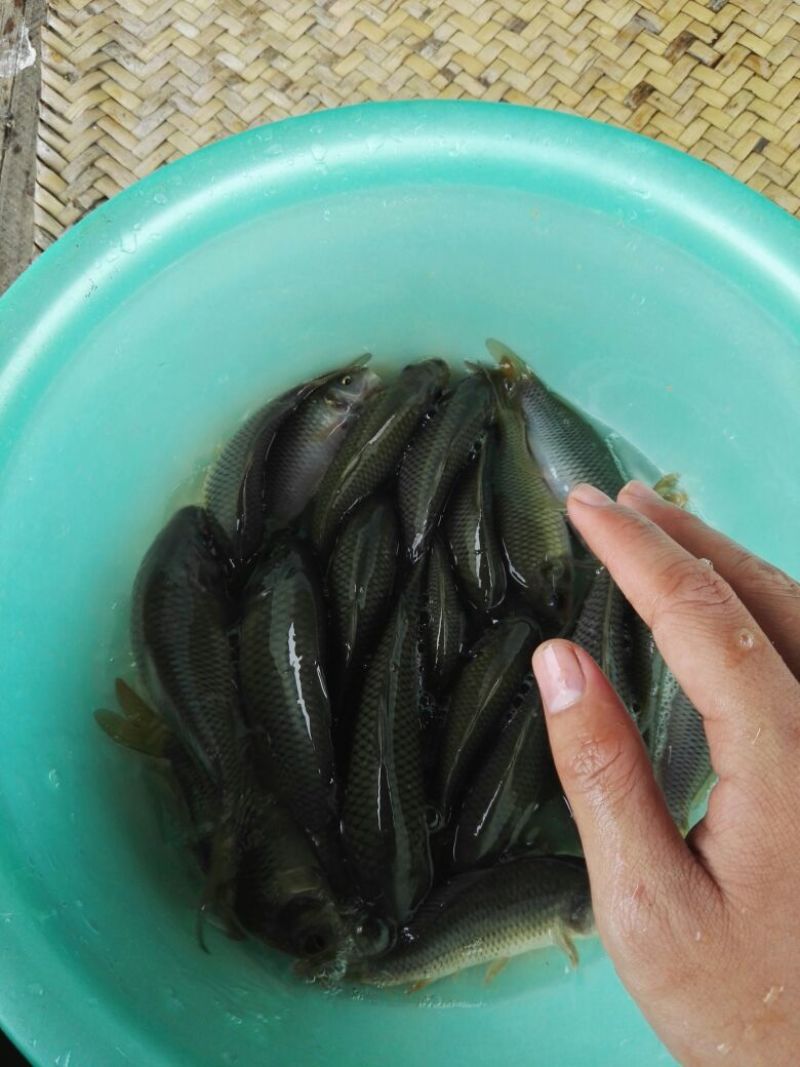 乌鲤食用0.5公斤以下