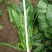 大叶菠菜30~35厘米